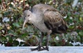 Young Hadeda Ibis