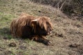 A young, hairy, brown bull is lying on the grass in the pasture