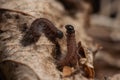 Young hairy caterpillars of the hawthorn crawled out from its winter nest. Macro photo. Latin name Aporia crataegi Royalty Free Stock Photo