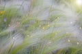 Young hairy grass in summer light.