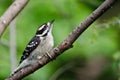 Young Hairy Woodpecker Perched in a Tree