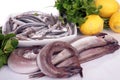 Young hake Royalty Free Stock Photo