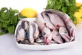 Young hake Royalty Free Stock Photo