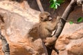 A young hamadryas baboon while climbing a tree and looking for f Royalty Free Stock Photo