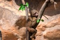 A young hamadryas baboon while climbing a tree and looking for f Royalty Free Stock Photo