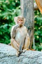 Young hamadryas baboon eating Royalty Free Stock Photo