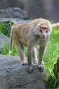 Young Hamadryas baboon Royalty Free Stock Photo