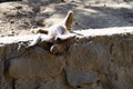 young Hamadryas Baboon, Papio hamadryas, rolls over his back playfully Royalty Free Stock Photo