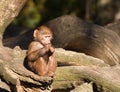 Young hamadryas baboon