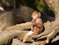 Young hamadryas baboon Royalty Free Stock Photo