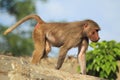 Young hamadryas baboon Royalty Free Stock Photo