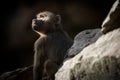 Young Hamadryas Baboon Catching Ray Of Light Royalty Free Stock Photo