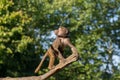 Young hamadryas baboon in a tree Royalty Free Stock Photo