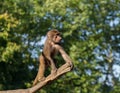 Young hamadryas baboon in a tree Royalty Free Stock Photo
