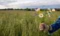 A young hand holds a bouquet of cute field daisies on a rural background. medicinal plant in the hands of the concept of