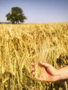 Young hand touch green rice on field during sunset , nature Royalty Free Stock Photo