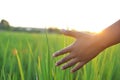 Young hand touch green rice on field during sunset Royalty Free Stock Photo