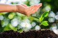 Young hand water drop on green plant growing on soil Royalty Free Stock Photo