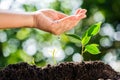 Young hand water drop on green plant growing on soil Royalty Free Stock Photo