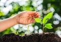 Young hand water drop on green plant growing on soil Royalty Free Stock Photo