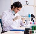 Young handsome chemist working in the lab Royalty Free Stock Photo