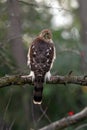 Young Handsome Cooper`s Hawk