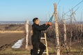 Young handsome man in black jacket and orange work gloves stands on the stepladder and pruning tree with clippers. Male Royalty Free Stock Photo