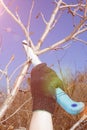 A young handsome man makes a spring pruning of fruit trees with a hacksaw.