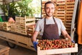 Young handsome man worker farmer harvesting crop of cherry tomatoes in boxes for sale at greenhouse