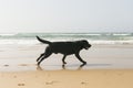 young happy black labrador playing at the beach. Pets outdoors. Fun and lifestyle Royalty Free Stock Photo