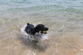 young happy black labrador playing fetch with a tennis ball at the beach. Pets outdoors. Fun and lifestyle Royalty Free Stock Photo