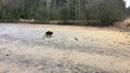 A young happy brown Labrador running in circles and playing with a big log in the mud