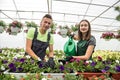 Young happy couple working watering plants in the flower center Royalty Free Stock Photo