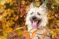 Young happy dog playing with leaves in autumn