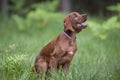 Young happy dog sitting in green grass