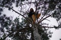 Young happy fearless woman climbing on a big pine tree in the forest. Tree climbing, emotions, happy positive concept