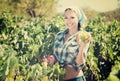 Young happy female picking ripe grapes on vineyard