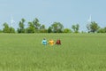 Young happy Friends running on green wheat field Royalty Free Stock Photo