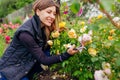 Young happy gardener enjoys blooming roses flowers in summer garden. Woman checks English Graham Thomas rose