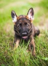 Young Happy German Shepherd in the grass