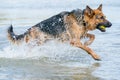 Young happy German Shepherd, jumps into the water with big splash. The dog splashes and happily jumps into the lake. Yellow tennis Royalty Free Stock Photo