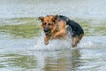 Young happy German Shepherd, jumps into the water with big splash. The dog splashes and happily jumps into the lake. Yellow tennis Royalty Free Stock Photo