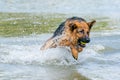 Young happy German Shepherd, jumps into the water with big splash. The dog splashes and happily jumps into the lake Royalty Free Stock Photo