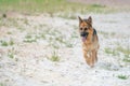 Young happy German Shepherd, playing in the water. The dog splashes and jumps happily in the lake Royalty Free Stock Photo