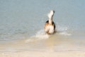 Young happy German Shepherd, playing in the water. The dog splashes and jumps happily in the lake. Seen rom the back Royalty Free Stock Photo