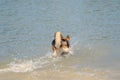 Young happy German Shepherd, playing in the water. The dog splashes and jumps happily in the lake. Seen rom the back Royalty Free Stock Photo