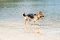 Young happy German Shepherd, playing in the water. The dog splashes and jumps happily in the lake. Yellow tennis ball in Royalty Free Stock Photo