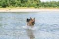 Young happy German Shepherd, playing in the water. The dog splashes and jumps happily in the lake. Yellow tennis ball in Royalty Free Stock Photo