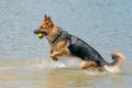 Young happy German Shepherd, playing in the water. The dog splashes and jumps happily in the lake. Yellow tennis ball in Royalty Free Stock Photo