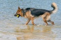 Young happy German Shepherd, playing in the water. The dog splashes and jumps happily in the lake. Yellow tennis ball in Royalty Free Stock Photo